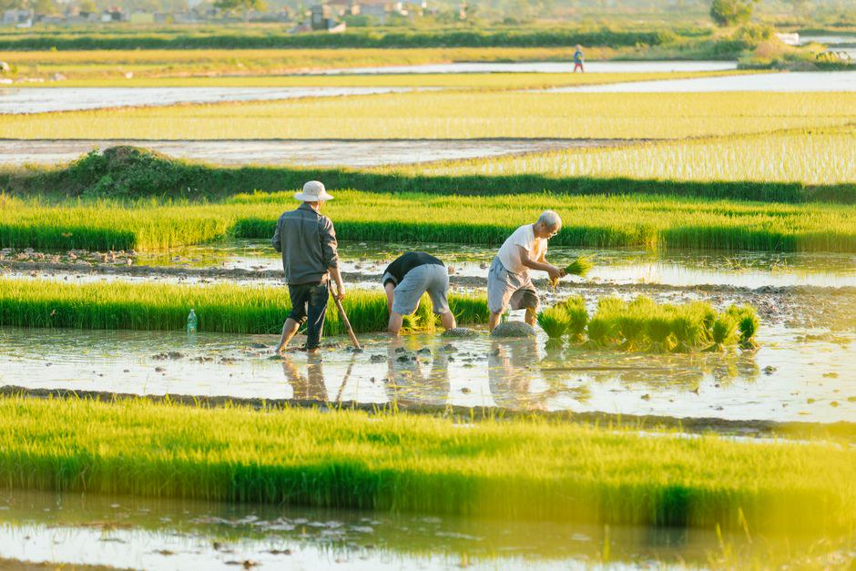 Kinh Nghiệm Canh Tác Theo Vùng Miền Và Mùa Vụ Cho Nhà Nông