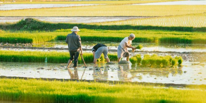 Kinh Nghiệm Canh Tác Theo Vùng Miền Và Mùa Vụ Cho Nhà Nông