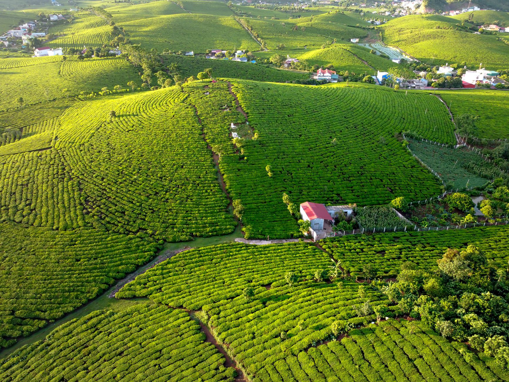Chặng đường phía trước cho nhà vườn muốn đón đầu xu hướng thị trường nông sản mới