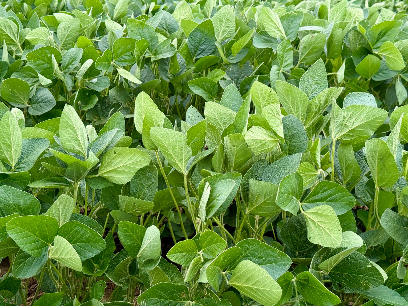 Điều Chúng Tôi Luôn Nhắc Bà Con Trước Khi Ra Vườn Bón Phân