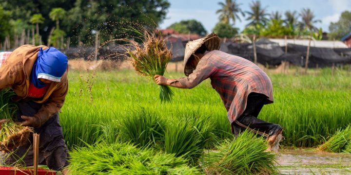 Kinh Nghiệm Canh Tác Theo Vùng Miền Và Mùa Vụ