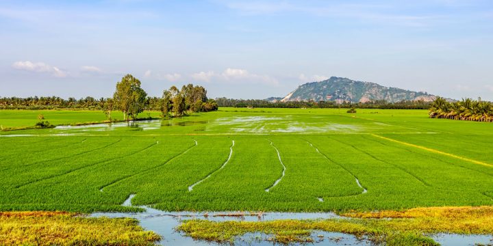 Kinh Nghiệm Canh Tác Theo Vùng Miền Và Mùa Vụ